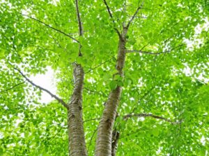 画像：新緑の大樹（リフレッシュ）